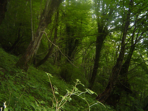 лес на склонах Мамзышки